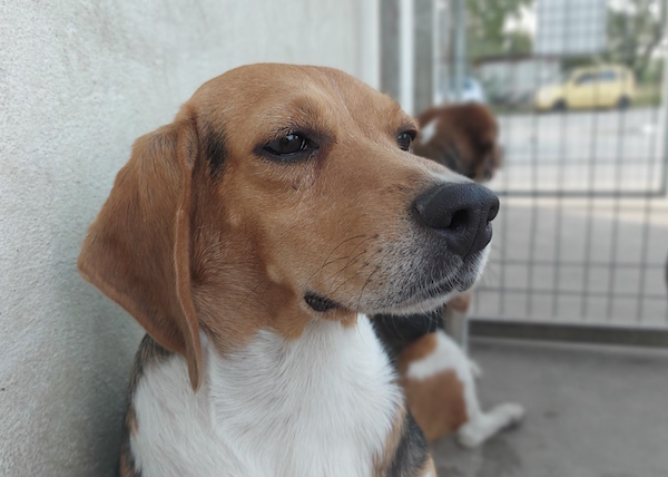 athos