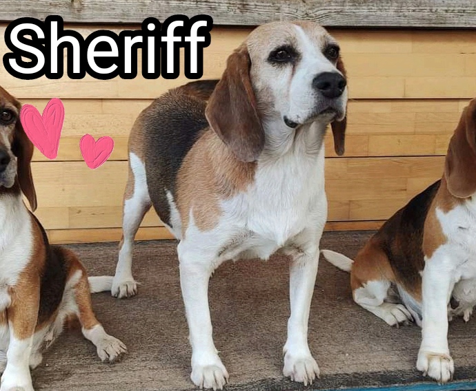 Sheriff1