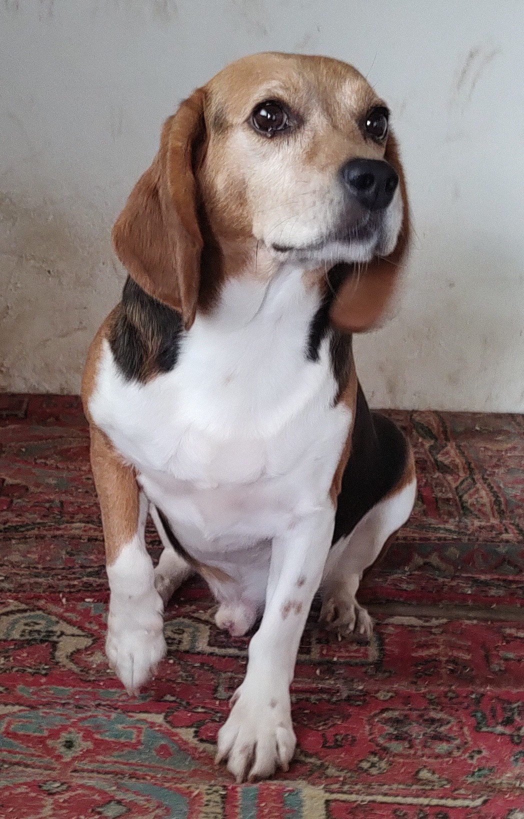 jonas