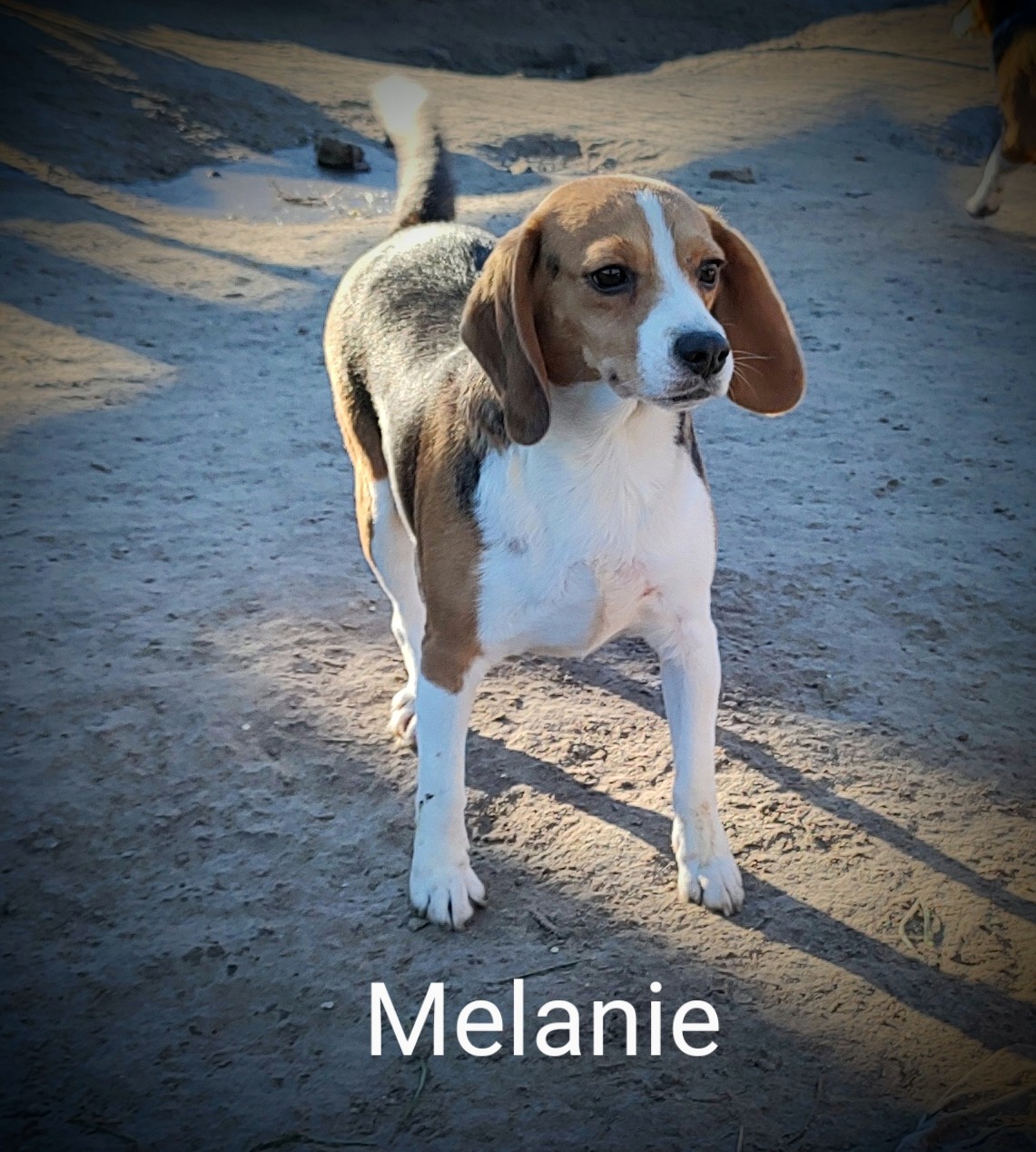 melanie1
