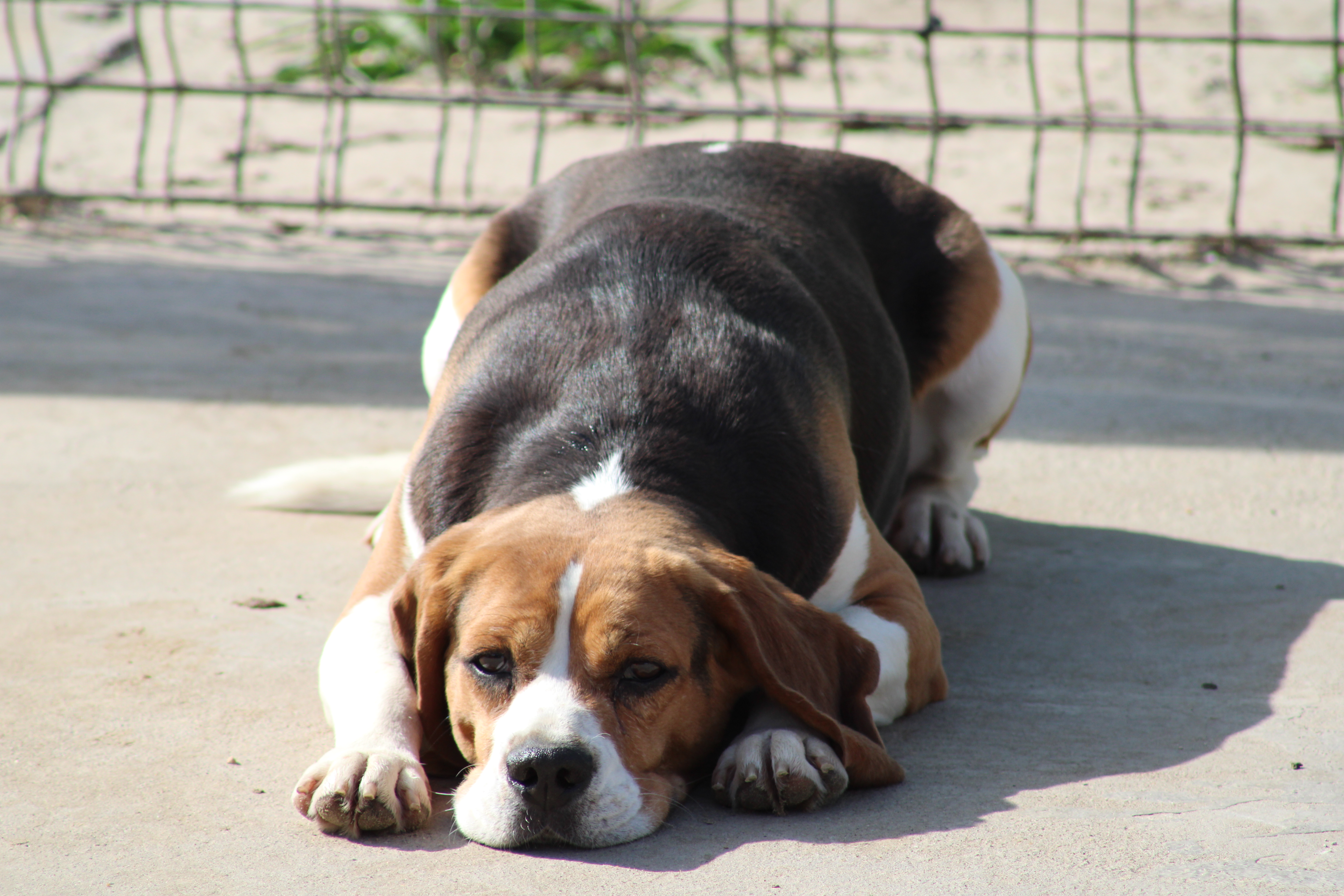 porthos1
